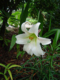 lilium_formosanum_var_pricei.jpg